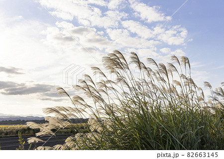 秋空と風になびくススキ 秋空と風になびくススキ 82663145