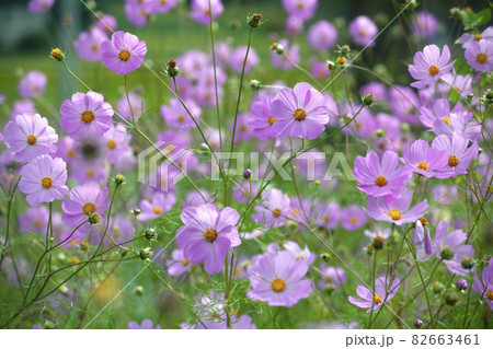 秋桜 82663461