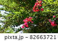 赤い花 82663721