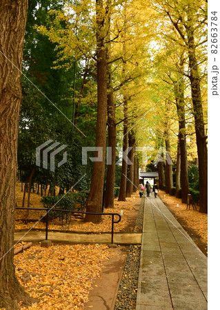 大田黒公園　銀杏の中を歩く 82663784