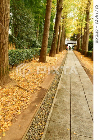 大田黒公園　落葉の積もるイチョウ並木 82663785