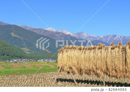 白馬山麓から望む秋の北アルプス 82664093