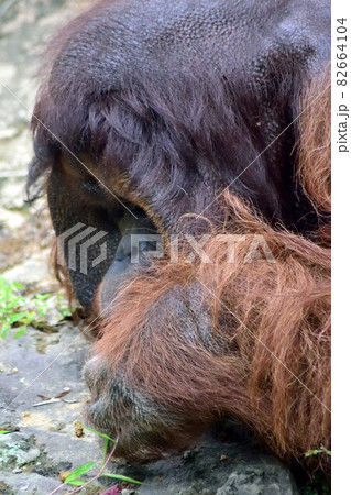 草を食べるボルネオオランウータン 草を食べるボルネオオランウータン 82664104