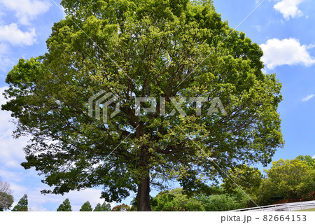 こもれび森のイバランドへ行きました　＃51 82664153