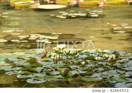 ハロウィンのカボチャ 82664553