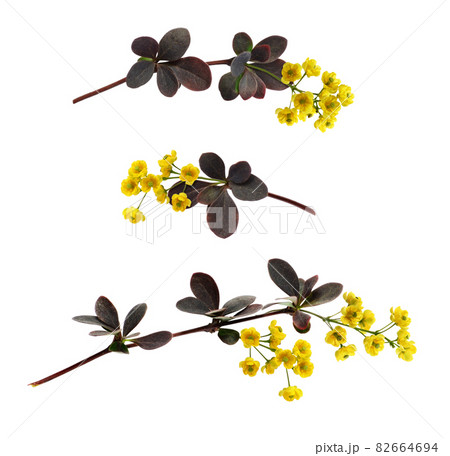 Set of small twigs with yellow flowers of berberis thunbergii and red nd green leaves isolated Set of small twigs with yellow flowers of berberis thunbergii and red nd green leaves isolated 82664694