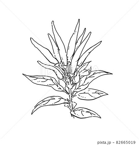 トウガラシのペン画カットイラスト 82665019