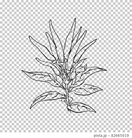 トウガラシのペン画カットイラスト 82665019