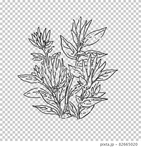 胡椒筆繪圖切割插圖 82665020