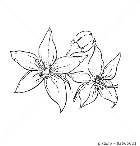 トウガラシのペン画カットイラスト 82665021