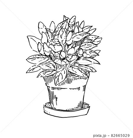 トウガラシのペン画カットイラスト 82665029