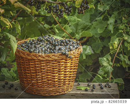 Harvest black currant in a basket on a wooden bench Harvest black currant in a basket on a wooden bench 82665039