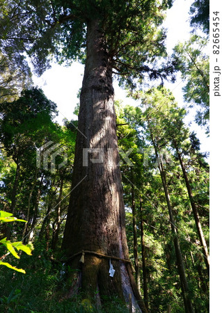 土佐神社の御神木 82665454