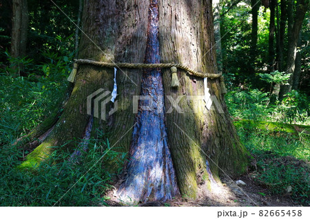 土佐神社の御神木 82665458