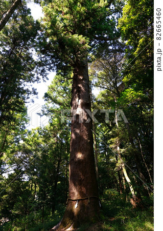 土佐神社の御神木 82665460