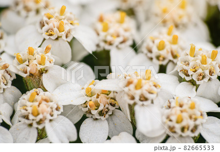 Common yarrow tiny white and yellow flowers, closeup macro detail 82665533