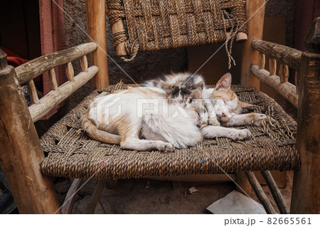 Three white stray cats resting on wicker chair cuddle together Three white stray cats resting on wicker chair cuddle together 82665561