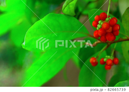 ビナンカズラの赤い実 ビナンカズラの赤い実 82665739
