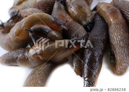 Slugs background. Macro 82666238