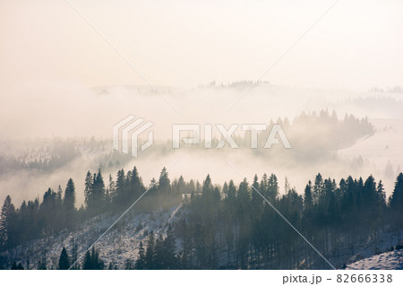 morning mist in wintertime. coniferous forest on the rolling hills in fog. gorgeous nature scenery at sunrise morning mist in wintertime. coniferous forest on the rolling hills in fog. gorgeous nature scenery at sunrise 82666338