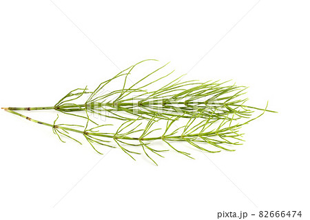 Horsetail isolated on white 82666474