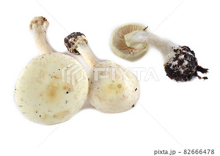Amanita verna (destroying angel, mushroom fool, fool's mushroom). Deadly poisonous mushroom 82666478