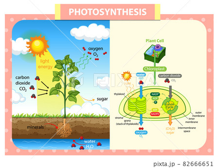 Diagram showing process of photosynthesis in plant 82666651