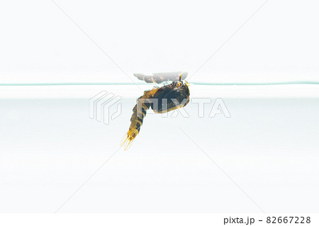 Mosquito pupa in water isolated on white background Mosquito pupa in water isolated on white background 82667228