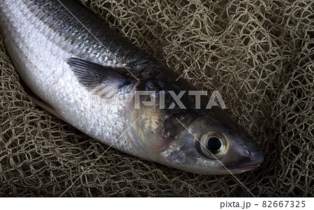 Mullet on net 82667325