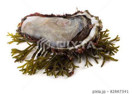 Opened oyster on alga Opened oyster on alga 82667341