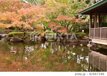 大田黒公園　秋　もみじ紅葉 82667386