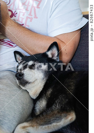 ソファの上で飼い主に寄りかかって寝る老犬の柴犬 黒柴の写真素材