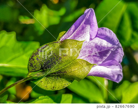 初秋の朝の光と大千成の花の写真素材 [82667690] - PIXTA