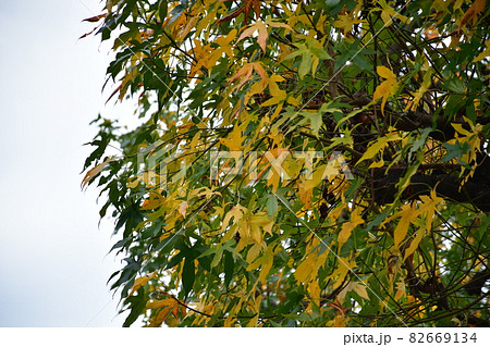 スズカケの並木 82669134