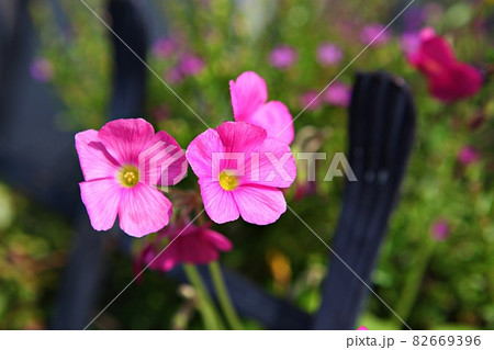 菊 花 植物 82669396