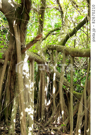 沖縄 枝から根を下ろすガジュマル 82670210