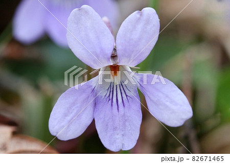 スミレ 紫色の花 山野草 野草 クローズアップ 春の写真素材