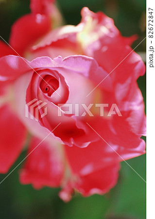 絞り柄の薔薇のマクロ 絞り柄の薔薇のマクロ 82672847