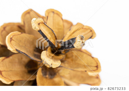 Pine cone macro on white 82673233