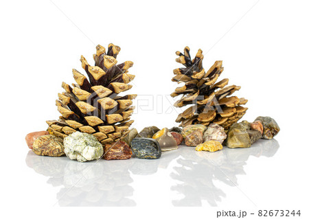 Pine cone on white Pine cone on white 82673244