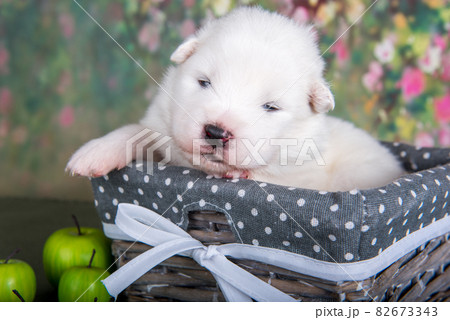 White fluffy small Samoyed puppy dog in a basket with apples White fluffy small Samoyed puppy dog in a basket with apples 82673343