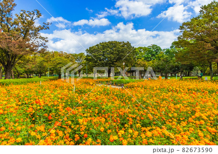 千種公園、満開のキバナコスモス〈愛知県名古屋市〉 千種公園、満開のキバナコスモス〈愛知県名古屋市〉 82673590
