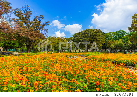 千種公園、満開のキバナコスモス〈愛知県名古屋市〉 82673591