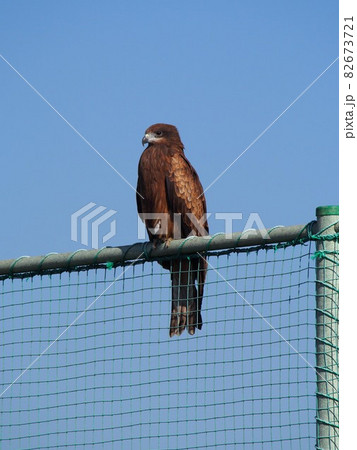 「凛々しいでしょ！」（テニスコート辺りを縄張りとするトンビ） 82673721