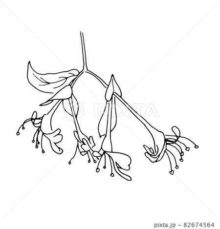 dried flowers, dry grass on a white background,Hand drawn engraving illustration, minimalism style. Ikebana. dried flowers, dry grass on a white background,Hand drawn engraving illustration, minimalism style. Ikebana. 82674564