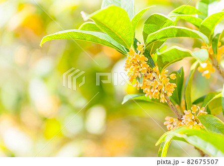 キンモクセイの花、背景ボカシ キンモクセイの花、背景ボカシ 82675507