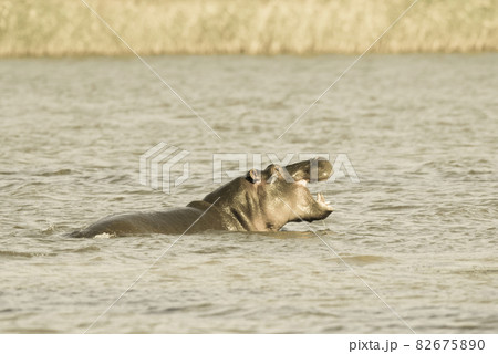 African Hippopotamus, South Africa, in forest environment 82675890