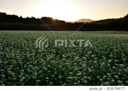 笠のそば畑 82676677