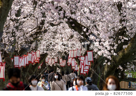 福井の桜名所 足羽川桜並木 福井の桜名所 足羽川桜並木 82677500