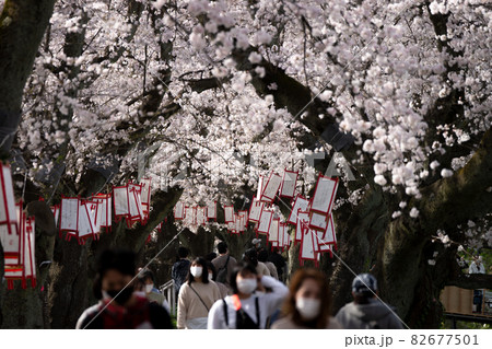 福井の桜名所 足羽川桜並木 福井の桜名所 足羽川桜並木 82677501